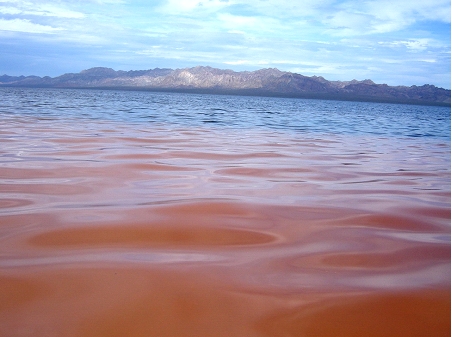 IMarea roja: Dinoflagelados marinos tóxicos