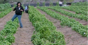 Cultivo org&aacute;nico de albahaca