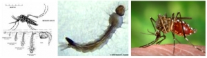 Fig. 2. Im&aacute;genes de los estadios de desarrollo, de la larva y del adulto del mosquito Aedes aegypti.
