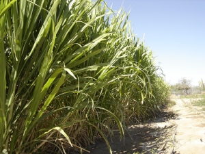 El pasto Taiw&aacute;n tiene alto contenido de prote&iacute;na cruda, de carbohidratos no fibrosos y bajo contenido de fibra