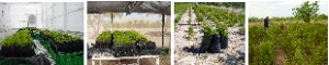 Fig.3. Adaptaci&oacute;n de las plantas de damiana al condiciones de laboratorio, invernadero, malla sombra y campo de cultivo comercial.