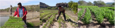Fig.1. Pr&aacute;cticas de agricultura org&aacute;nica en Baja California Sur.