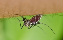 IDeterminación de serotipos circulantes del virus del dengue en México