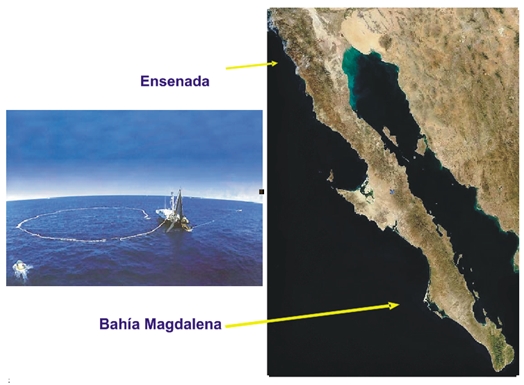 IEl recurso sardina: estudio bio-ecológico y socio-económico