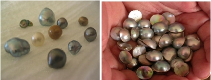 IAprovechamiento integral de ostras perleras