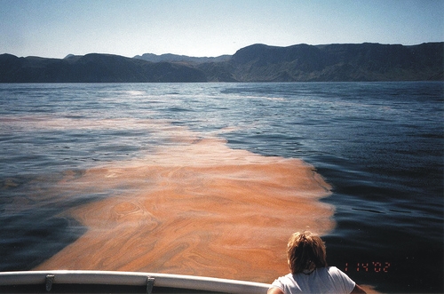 IMarea roja,  causas y consecuencias